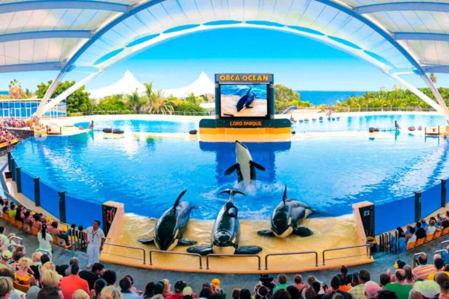 Loro Parque, un zoológico y centro de conservación 0,00 € – 61,00 €